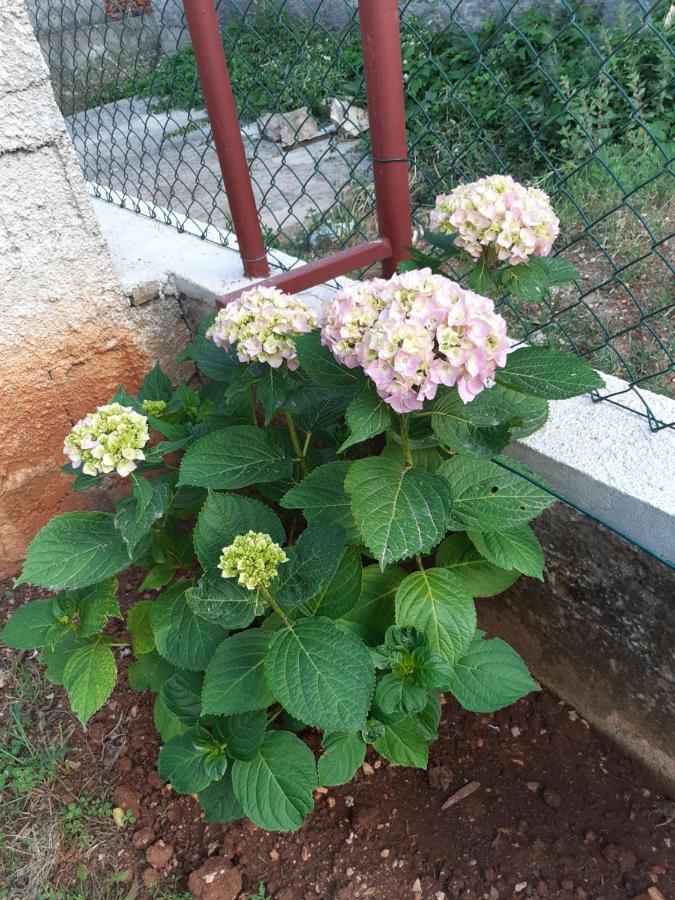 Apartment Jardin With Free Cowered Parking ซาดาร์ ภายนอก รูปภาพ